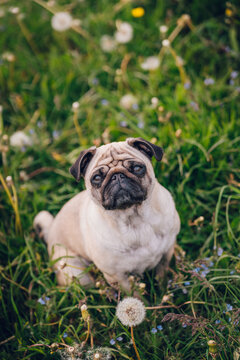 Hundekalender Images – Browse 43 Stock Photos, Vectors, and Video