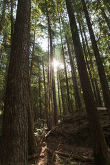 tall vertical forest with blue sky with sun flare