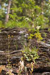 greenery in nature with rocks and forest in background