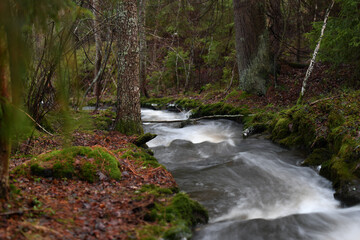 Stream in old forest 