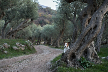 the dog near the olive tree. Jack Russell Terrier in an grove in nature. Pet in park 