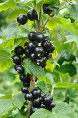 close-up of a  black currant berries in the garden