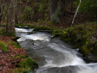 Fototapeta premium Rapids in the forest with the White-throated Dipper bird (Cinclus cinclus) in the middle