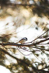 A chickadee in Ontario, Canada. Nature and wildlife in North America.