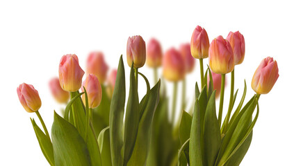 Blooming Triumph   tulips   sort 