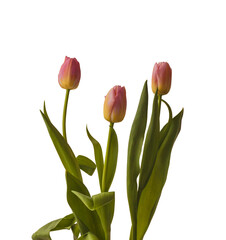 Blooming Triumph   tulips   sort 