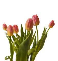 Blooming Triumph   tulips   sort "Tom Pouce"   on a white background isolated