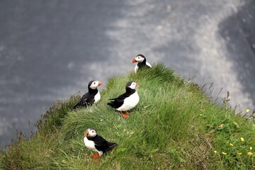 atlantic puffin
