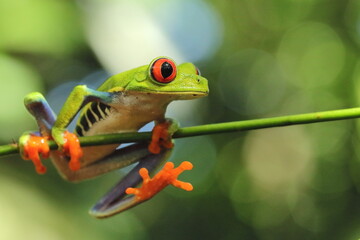 Red-eyed treefrog, Agalychnis saltator, Costa Rica