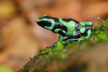 Dendrobates auratus, Costa Rica