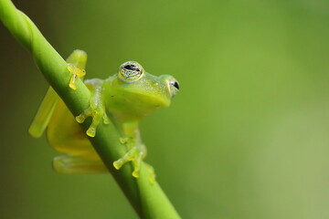Emerald glass frog, Centrolene prosoblepon, Costa Rica