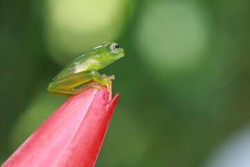 Emerald glass frog, Centrolene prosoblepon, Costa Rica