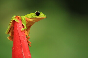 Gliding tree frog, Agalychnis spurrelli, Costa Rica