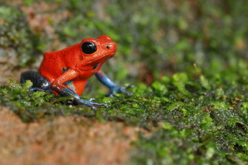 Granular poison frog (Oophaga dranulifera), Costa Rica