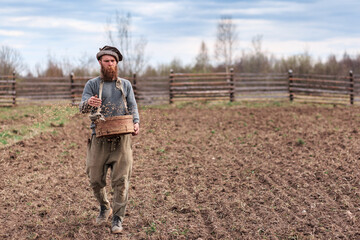 The gardener sows wheat in the garden, throws grain into the plowed land. Close-up.