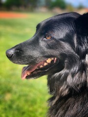Side profile of black dog at park