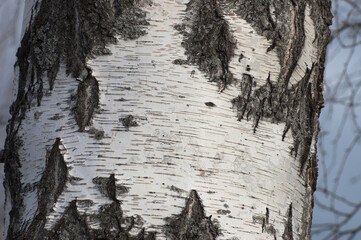 tree trunk, birch bark in a close-up photo