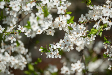 Fototapeta na wymiar Flowering fruit tree. White flowers on the tree in spring. Signs of spring.