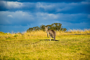 Kangaroo with friends and baby playing on the grass field during warm sunrise morning during school holiday 