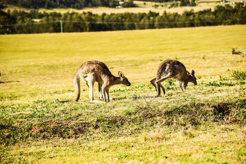 Naklejka na ściany i meble Kangaroo with friends and baby playing on the grass field during warm sunrise morning during school holiday 