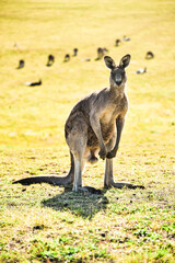 Cute wild kangaroo with baby playing in the grass field during warm spring sunrise under peaceful and quiet blue sky
