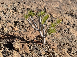 Kleinia neriifolia Haw