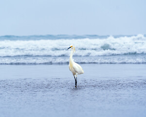 Garza blanca / White Heron
