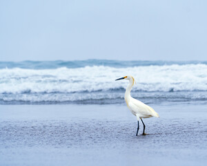 Garza blanca / White Heron