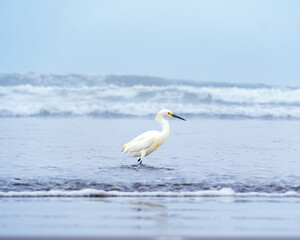 Garza blanca / White Heron