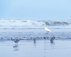 Garza peruana/ Peruvian Heron