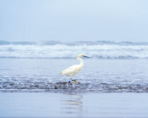 Garza blanca / White Heron