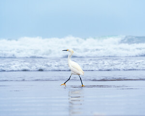 Garza blanca / White Heron