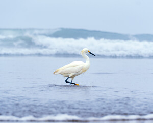 Garza blanca/ White Heron
