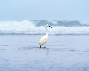 Garza blanca / White Heron