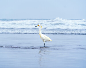 Garza blanca / White Heron