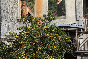Fototapeta na wymiar Old abandoned stone house with a citrus tree in the yard growing near a destroyed empty window