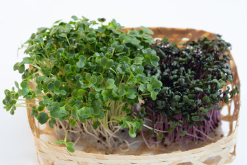 Red cabbage sprouts with kale sprouts on white background.