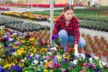 Focused young woman farmer growing pansies in a greenhouse carefully inspects them