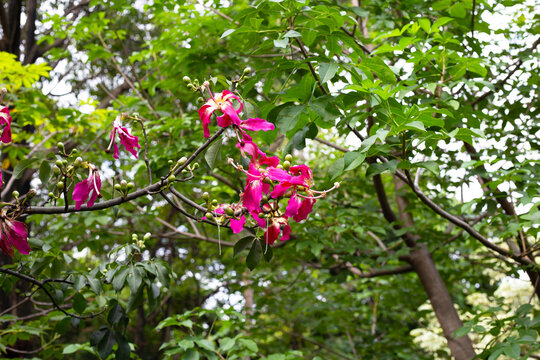 Blossom pink flower of silk floss tree chorisia