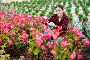 Young woman farmer working in a greenhouse checks begonia semperflorens in pots for the presence of flower disease