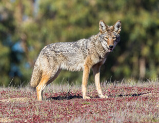 Naklejka na ściany i meble Alert Coyote Looking at Camera. Arastradero Preserve, California, USA.