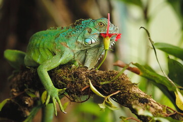 Green Iguana, Iguana iguana, Costa Rica