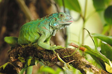 Green Iguana, Iguana iguana, Costa Rica - obrazy, fototapety, plakaty