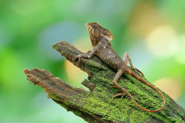 Helmeted lizard, Cory tophanes cristatus, Costa Rica