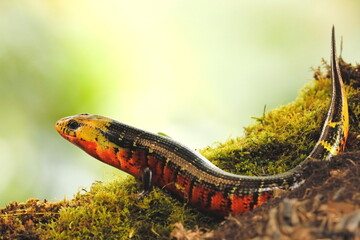 Red Galliwasp, Diploglossus monotropis, Costa Rica