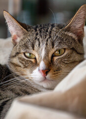 Grey striped cat close-up portrait