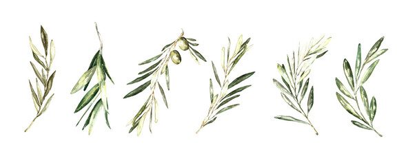 Watercolor olive branches set, greenery leaves, twigs,  illustration. For greenery wedding frames, botanical wreaths, gold polygonal frames, banner, border, chaplet, greeting card, wedding invite