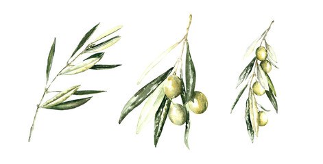 Watercolor olive branches set, greenery leaves, twigs,  illustration. For greenery wedding frames, botanical wreaths, gold polygonal frames, banner, border, chaplet, greeting card, wedding invite