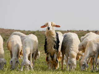 saudi arabian desert in winter  season with goat farming