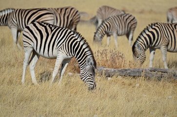 Fototapeta na wymiar Zebra herde